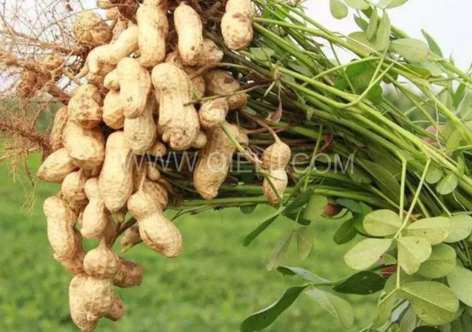 企鵝機械提供全套花生油提取設備，服務周到獲稱贊(圖1)